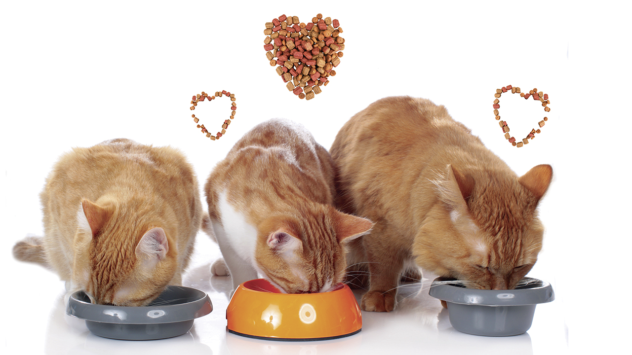 Alimentation pour chats : les friandises sont superflues